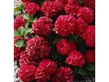 ��������� ������������