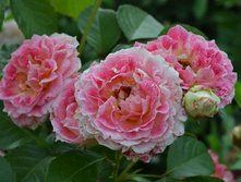 DSC 0750.JPG