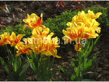 �������� �������� ������ ���-����� ���. ����2..jpg