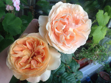 ���� �����-��������� Candlelight