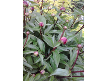 2017-06-16 19.08.14.jpg