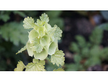 ��������� �������