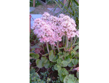 ���������� ������������