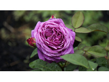 ����� ����