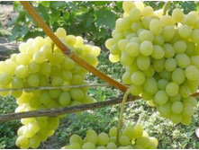 500x500.�������( ��������).jpg