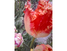 2017-05-16 17.46.55.jpg