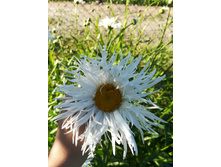 IMG 20170718 173637.jpg