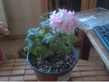 Rushmore Rhapsody( �������)l