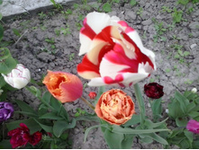 2016-05-16 16.21.49.jpg