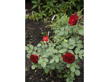 ������� �������