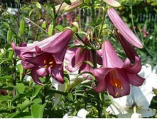 ����� ��-�� ���-����� ���. ����3.jpg