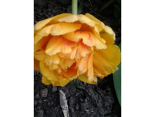 2017-05-16 17.45.05.jpg