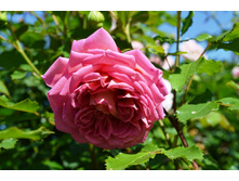 DSC 0529.JPG