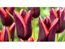 ������� ����� ������ ��-���� ���. ����.jpg