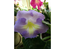 IMG 20170520 100714.jpg