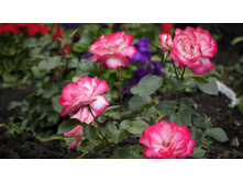 Jubile du Prince de Monaco