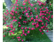 ����	Alexander Mackenzie