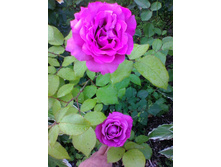 ����� �����