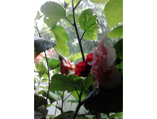 2016-06-06 12.31.17.jpg