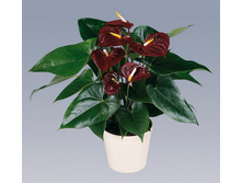 �������� �����  (Anthurium Otazu Brown)- 650 ���.