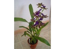 ������� ����������� (ZYGOPETALUM) ���� -  550 - 600 ���.