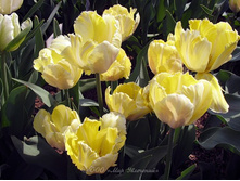 ������� ���������� ��-�� ���-���.���. ���� .jpg