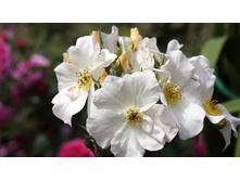 Sally Holmes (�����)