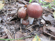 ���� 014.jpg