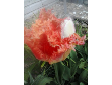 2016-05-04 18.08.18.jpg