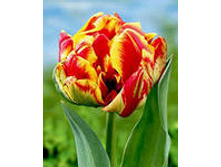 �������� �������� ������ ����-��� 111,3 ���. ��. (� �������� 7 ��.). ������ �� 40 ��. ������� ������ �� 10 ��..jpg