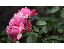 �������� �� �����