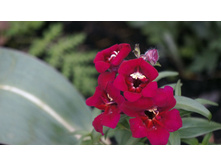 ������� ���