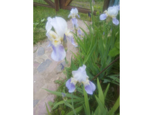 ���� ���������. 10 �. ��� � ������� ��� ������.