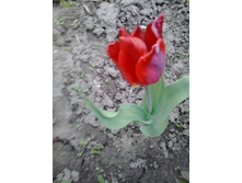 2017-05-16 17.47.36.jpg