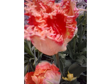 2017-05-16 17.46.48.jpg