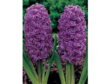 ��-���-�� ���-���� ��-��. 85,5 ���. ��. (� �������� 3 �.). ������ �� 25 ��. ������� ������ 4 ��..jpg