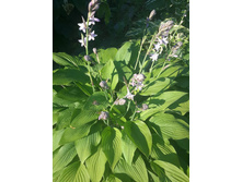 20046479 1988377654521131 6218110843033658780 n.jpg