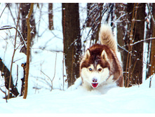 ���� ������ ���