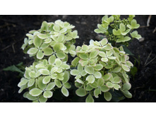 ��������� ����������� ������ ���� Rencolor