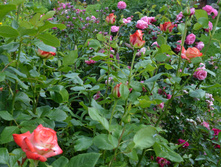 DSC 05911.JPG
