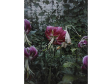 2016-07-27 20.39.36.jpg