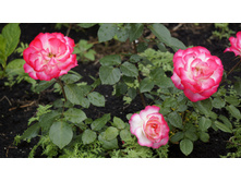 Jubile du Prince de Monaco