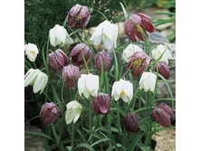 ���-��� ���-������ ����� (�����, ����������, �������). 98 ���. ��. (� �������� 10 ��.). ������ �� 25 ��. ������� ������� �� 3 ��. � �� �����-�����.jpg