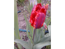 2017-05-16 17.48.37.jpg