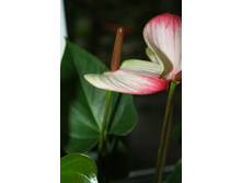 �������� Princess Amalia Eleganc�