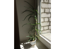 ���� ������������ ������