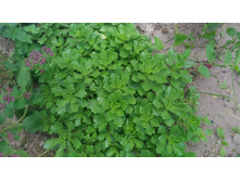 P 20170721 174720.jpg