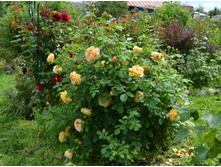 DSC 0430.JPG