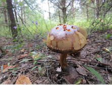 ���� 010.jpg