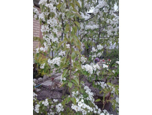 2017-05-16 17.49.25.jpg